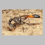 Ammophila sabulosa - Sandwespe 53 20mm beim Nestverschluss.jpg